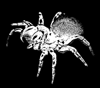 Avatar de Usuario