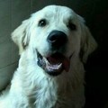 Avatar de Usuario